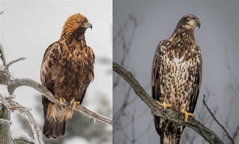 Two Types of Eagles Found in Louisiana: Bald Eagle and Golden Eagle – Nature Blog Network