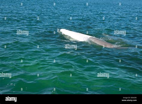 Canada, Manitoba, Churchill. Churchill River Estuary, wild beluga whales (Delphinapterus leucas ...