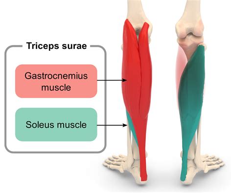 Soleus Muscle in Runners - Burwood Physiotherapy