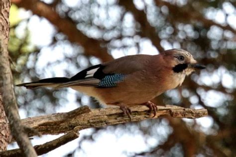 Intelligent Birds List: What Is The Most Intelligent Bird Species? Pictures & Facts.