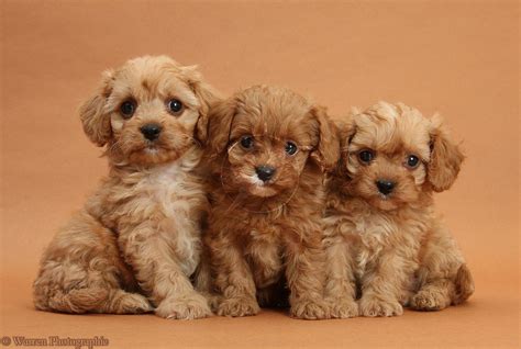 three puppies sitting next to each other in front of a brown background ...