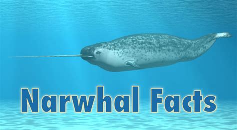 Narwhal Infographic