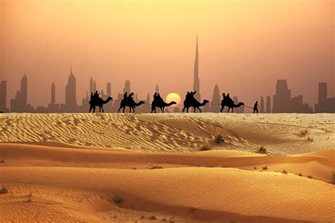 Camel Tourists Caravan Walking On Sunset Desert Near Dubai Skyline Stock Photo - Download Image ...