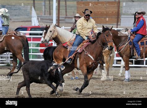 Team Roping, Tie-Down Roping, Calf Roping, Horse, Horses Stock Photo ...