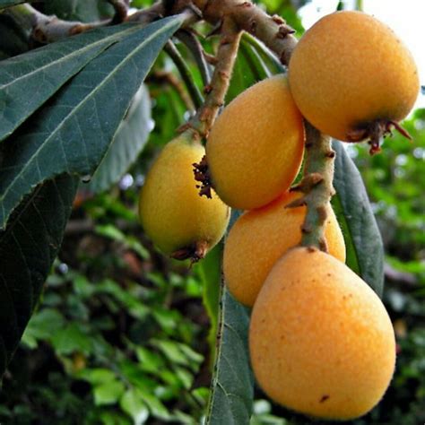 Loquat Jam | Loquats, Jam, Loquat recipes