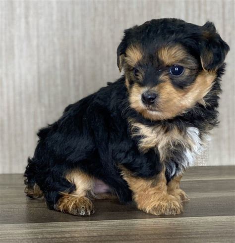 Yorkipoo ( Yorkie Poo ) - Playful & Affectionate Breed — Crockett Doodles