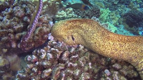 Moray Eel Eats Octopus - YouTube