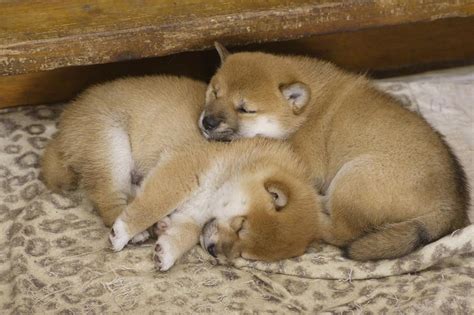 Shiba Inu breeders.jpg Hi-Res 720p HD