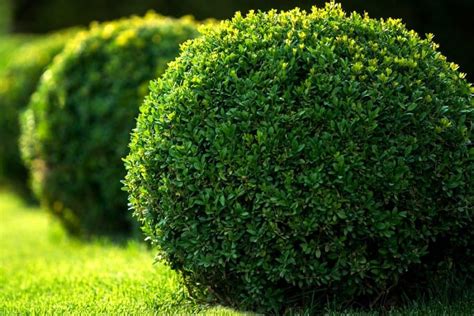 Without dragging it further, here is a list of the best evergreen shrub for the front of the ...