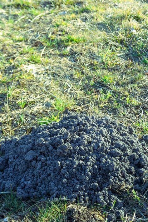 A Molehill Mole-hill, Mole Mound in the in the Garden Stock Image - Image of beautiful, mound ...