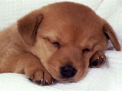 Sleeping Puppy - Dogs Wallpaper