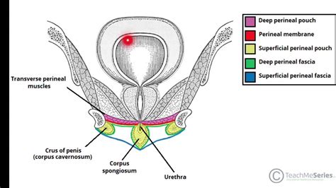 Medical Definition Of Perineum