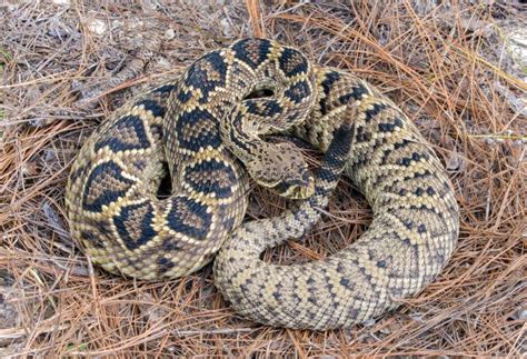 Eastern Diamondback Rattlesnake Species Assessment: How You Can Help ...