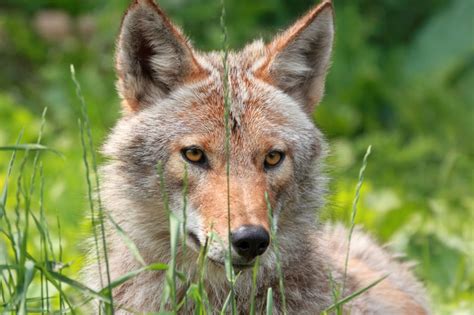 The Eastern Coyote: Ohio’s newest mammal | Loveland Magazine