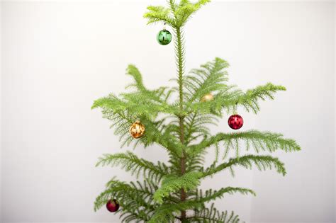 Photo of Simple Christmas decorations on a tree | Free christmas images