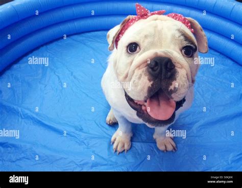 Puppy in inflatable pool Stock Photo - Alamy