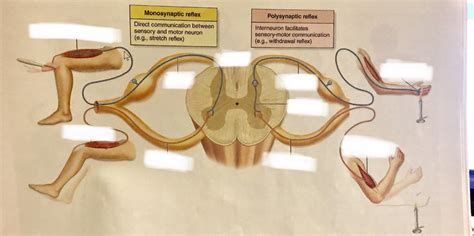 monosynaptic and polysynaptic reflex arc Diagram | Quizlet