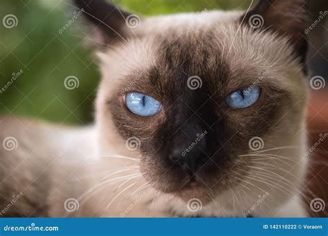 Blue eyes siamese cat stock photo. Image of color, furry - 142110222