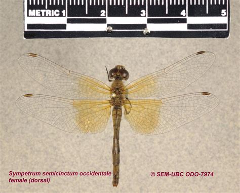 Odonata