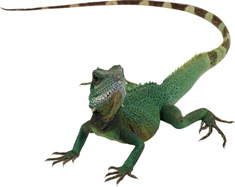 Lizard PNG