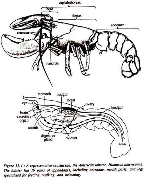 Structure of Lobster (With Diagram) | Crustaceans | Arthropods | Biology