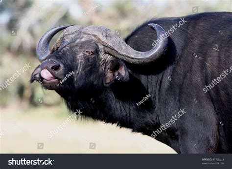 Huge Cape Buffalo Male With Large Horns And Black Shaggy Fur Stock Photo 45705913 : Shutterstock