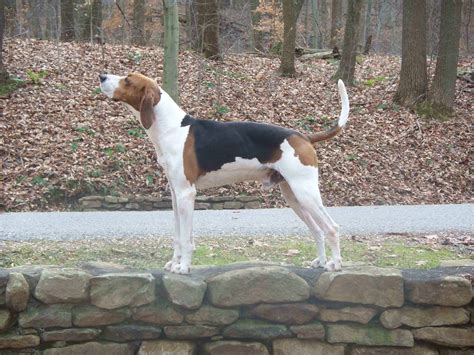 Treeing Walker Coonhound - SpockTheDog.com