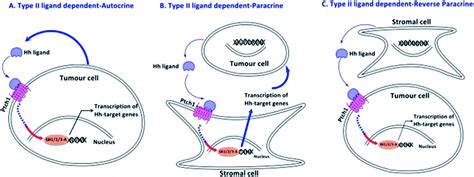 Hedgehog signalling pathway inhibitors as cancer suppressing agents - MedChemComm (RSC ...