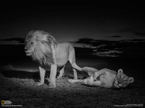 Bing Lion Wallpaper