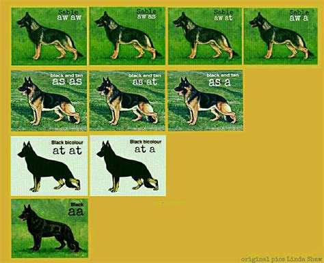 German Shepherd Colors Sable - Coloring