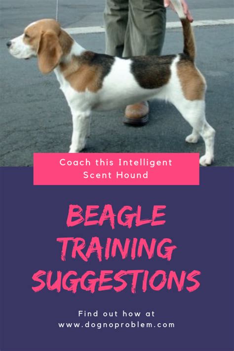 Beagle Training Suggestions: 6 Article And 3 Videos (Great Information!)