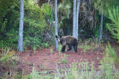 Bears In Alabama - WoodsMan Report