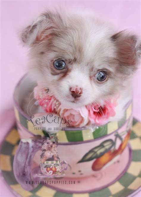 Teacup Chihuahuas and Chihuahua Puppies For Sale by TeaCups, Puppies & Boutique | Teacups ...