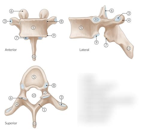 osový skelet- vertebrae obecně Diagram | Quizlet