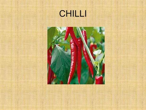 Diseases of Chilli | PPT