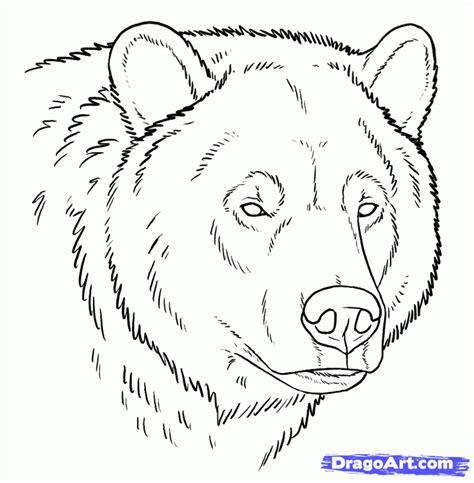 How to Draw a Bear Face Step by Step