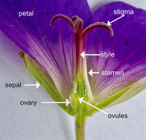 Flower Ovary Position - Tree Guide UK Flower ovary position