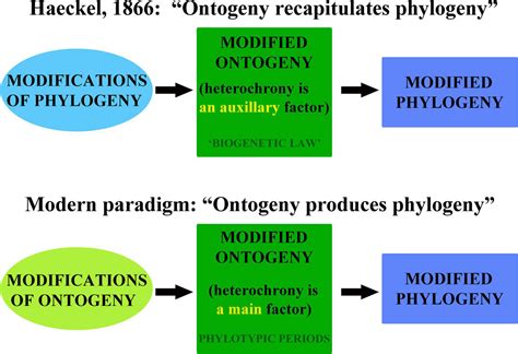 Frontiers | Ontogeny, Phylotypic Periods, Paedomorphosis, and ...