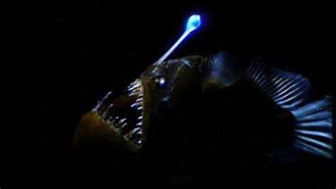 Adaptation - Deep Sea AnglerFish