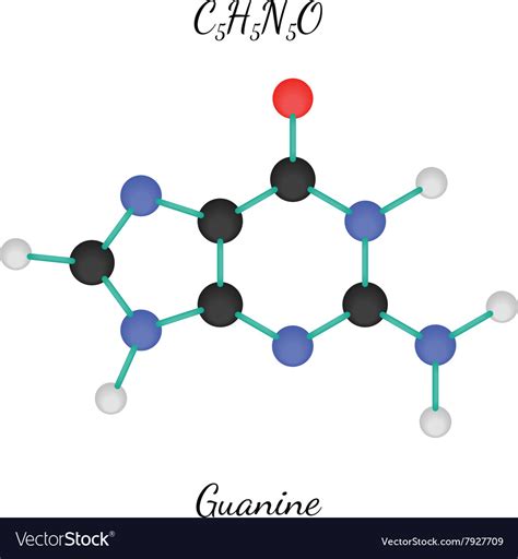 C5H5N5O guanine molecule Royalty Free Vector Image