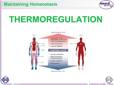 Homeostasis