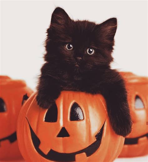 October feelings 🎃🖤 | Cute animals, Cats and kittens, Fall cats