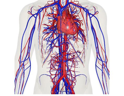 The Circulatory System • Find a holistic health practitioner near you - Holistic HealthJam