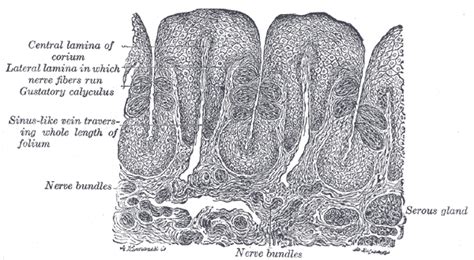 Mucous gland - wikidoc