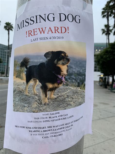 Lost dog DTLA near Convention Center/Staples : r/LosAngeles