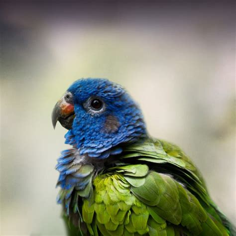 Blue-Headed Pionus Personality, Food & Care – Pet Birds by Lafeber Co.