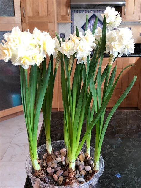 Paperwhite daffodils Paperwhites, Daffodils, Fresh Flowers, Flower Arrangements, Plants ...