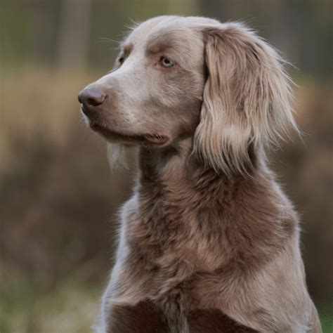 Long Haired Blue Weimaraner Puppies - Infoupdate.org