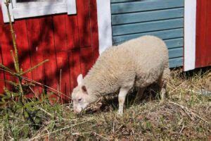 Sheep Farming in Kenya: How to Start, Breeds, Loans, Zero Grazing, and Feeding for Beginners