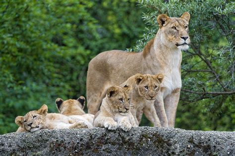 A lioness and 4 cubs | It's rare to have all 4 cubs on the s… | Flickr